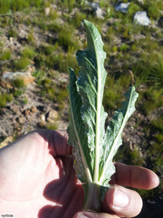 Lichtensteinia trifida