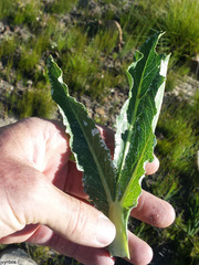 Lichtensteinia trifida