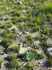 Lichtensteinia trifida