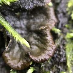 Peltigera evansiana