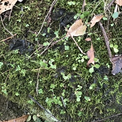 Peltigera evansiana