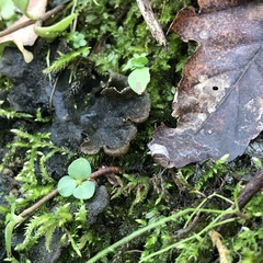 Peltigera evansiana