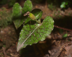 Corybas acuminatus