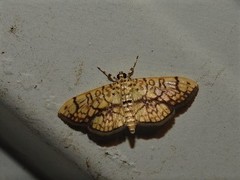 Haritalodes obliqualis