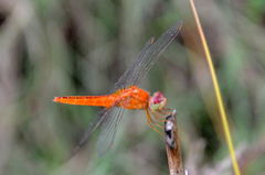Crocothemis servilia