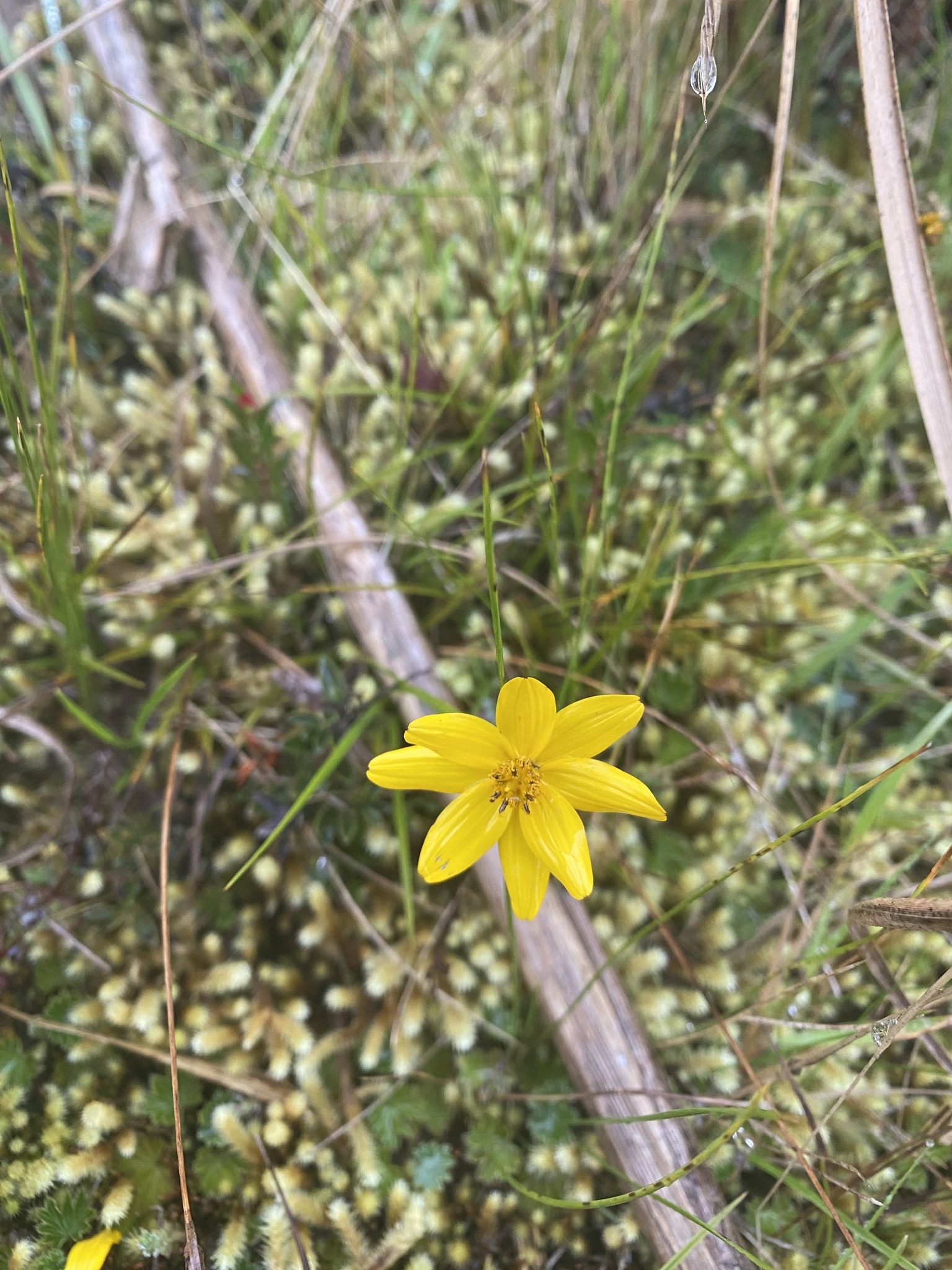 Bidens andicola image