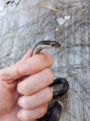 Cubophis vudii