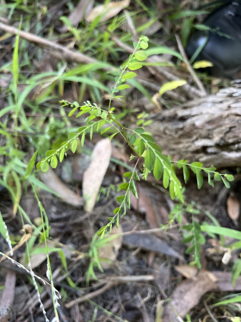 Mascarene Island leaf-flower from Thornleigh St, Thornleigh, NSW, AU on ...