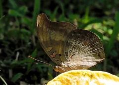 Dophla evelina