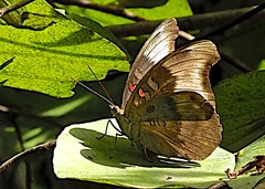 Dophla evelina