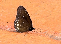 Euploea core godartii