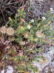Vittadinia australis