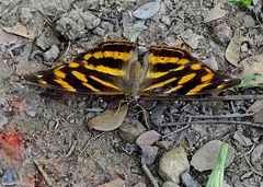 Herona marathus