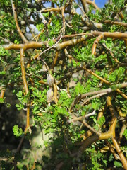 Sophora prostrata