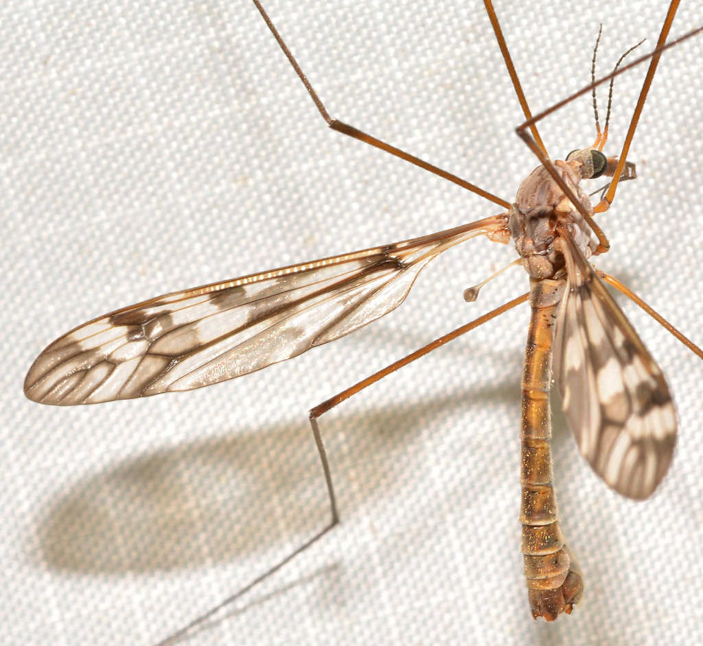 Tipula trivittata