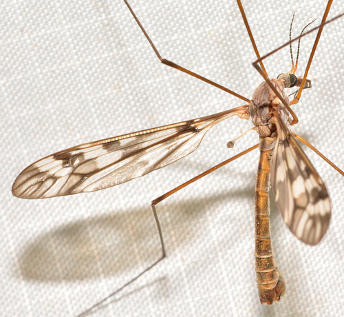 Tipula trivittata Say
