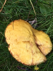 Suillus americanus image