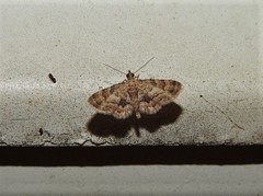 Gymnoscelis lophopus