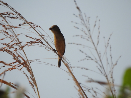 Tawny-bellied Seedeater (Sporophila hypoxantha), photo 3