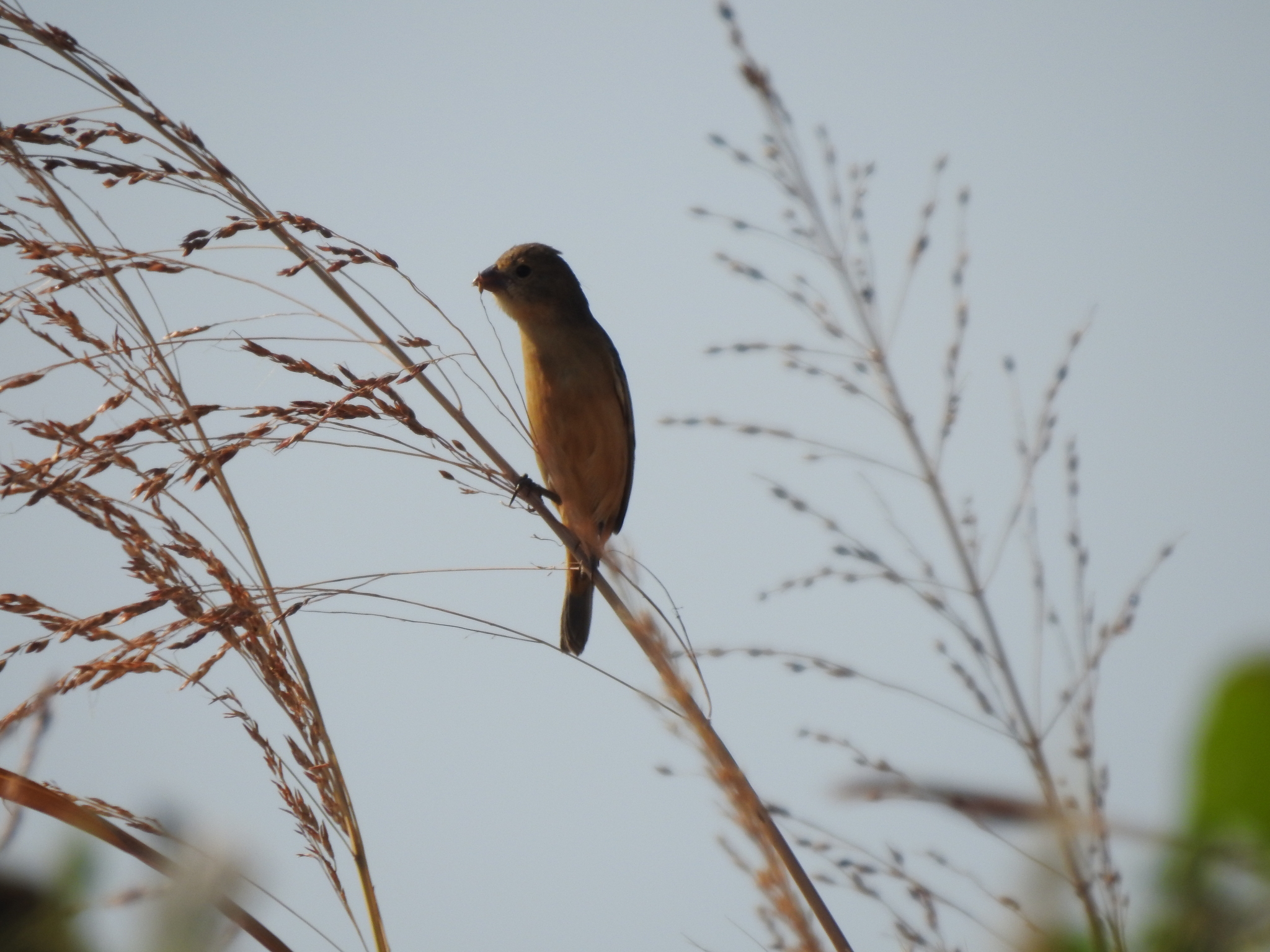 Tawny-bellied Seedeater illustration