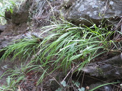 Arthropodium candidum