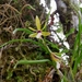 Oestlundia cyanocolumna - Photo 由 Gabriel Ortiz 所上傳的 (c) Gabriel Ortiz，保留部份權利CC BY-NC