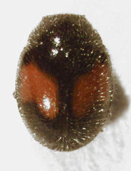 Diomus notescens