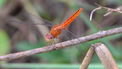 Crocothemis servilia