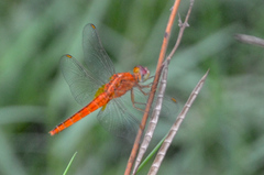 Crocothemis servilia
