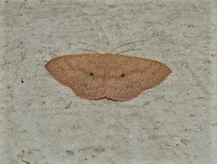 Perixera niveopuncta