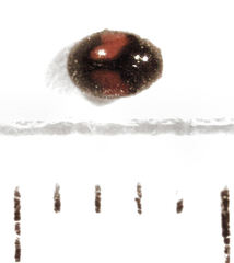 Diomus notescens