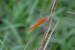 Crocothemis servilia