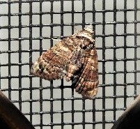 Chlumetia