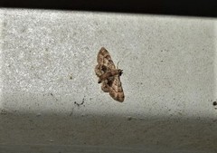 Gymnoscelis lophopus