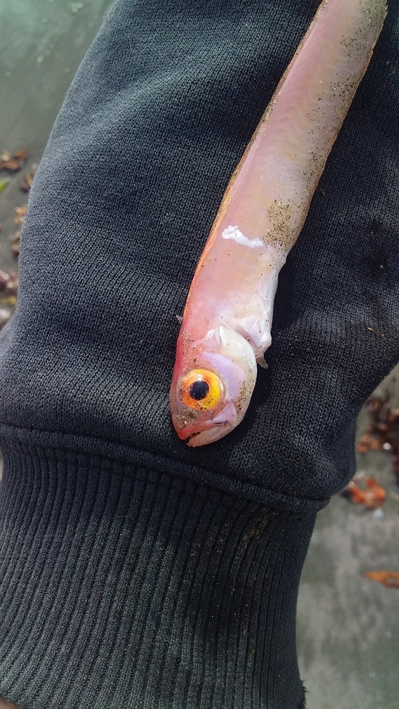 Red Bandfish