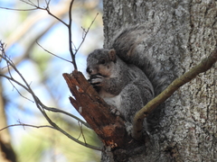 Sciurus niger cinereus
