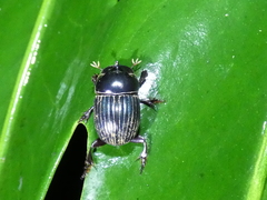 Ontherus lunicollis