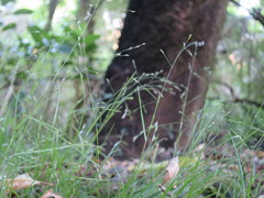 Poa matthewsii