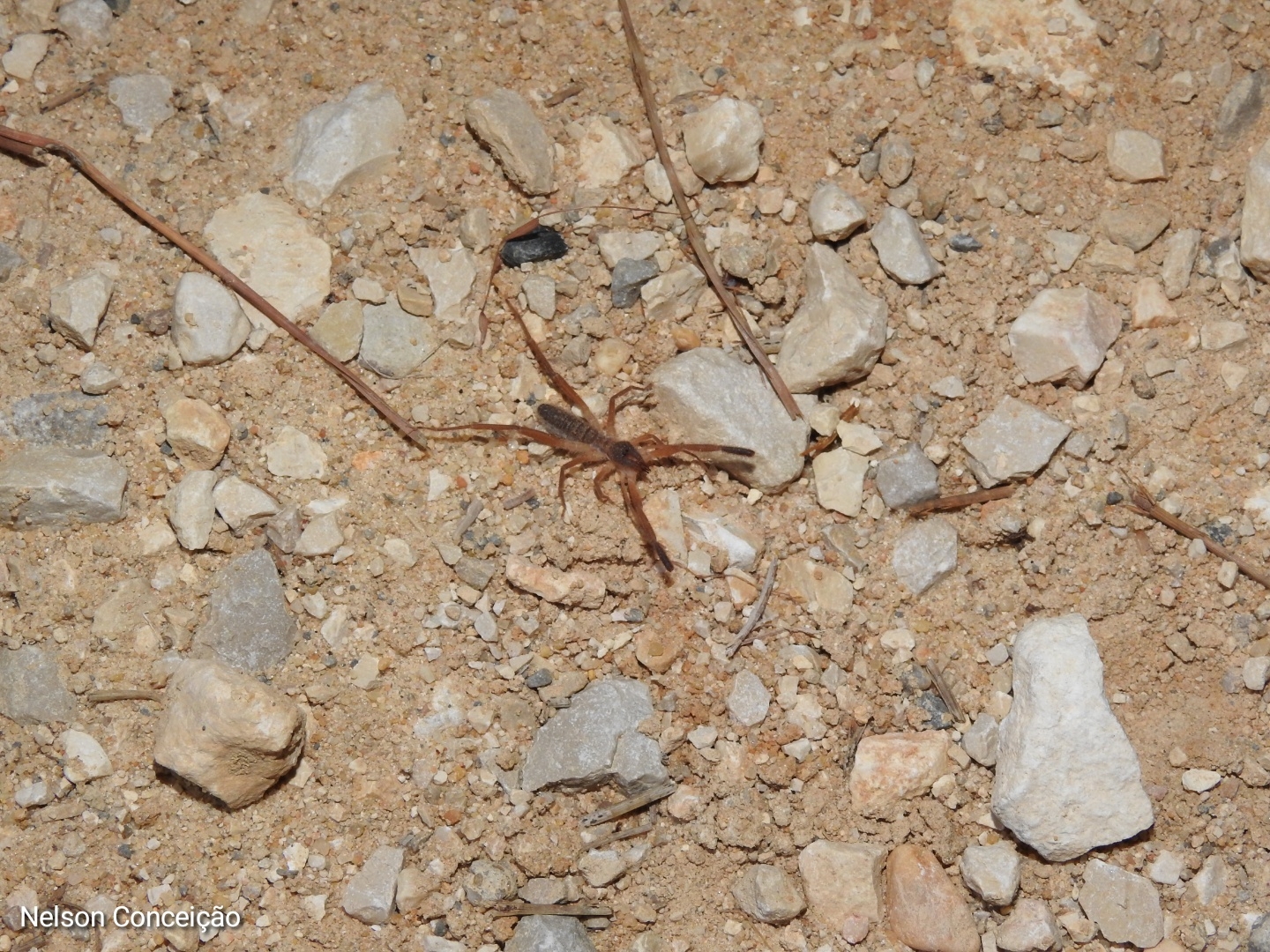 Solifugae