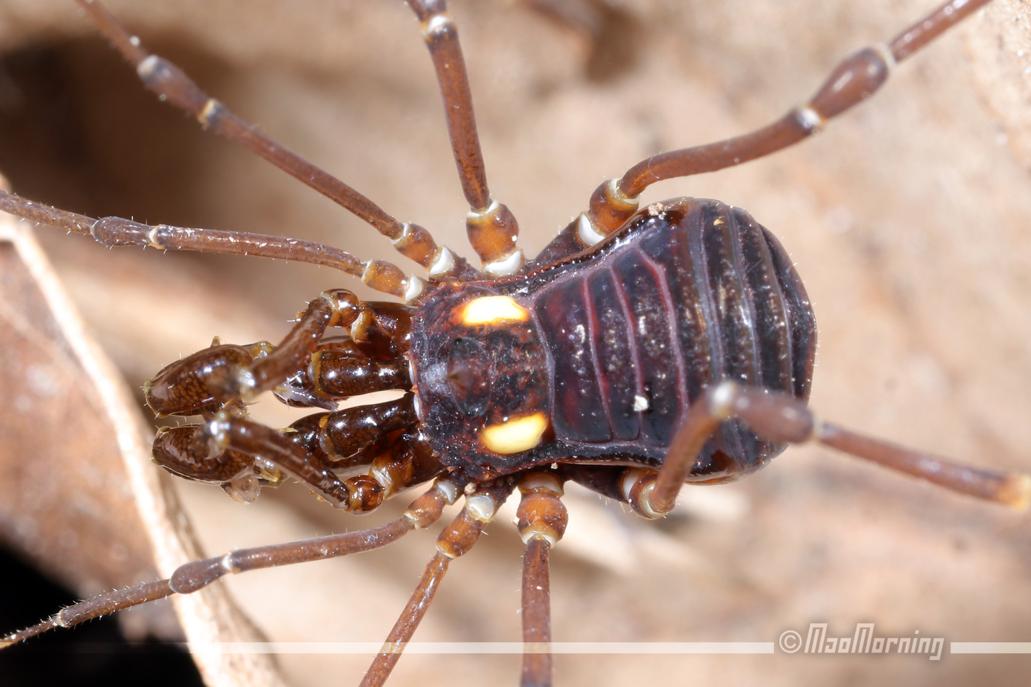 Superfamily Gonyleptoidea · iNaturalist