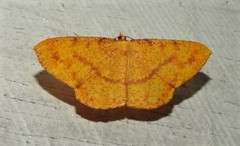 Eumelea rosalia