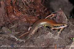 Ateuchosaurus chinensis