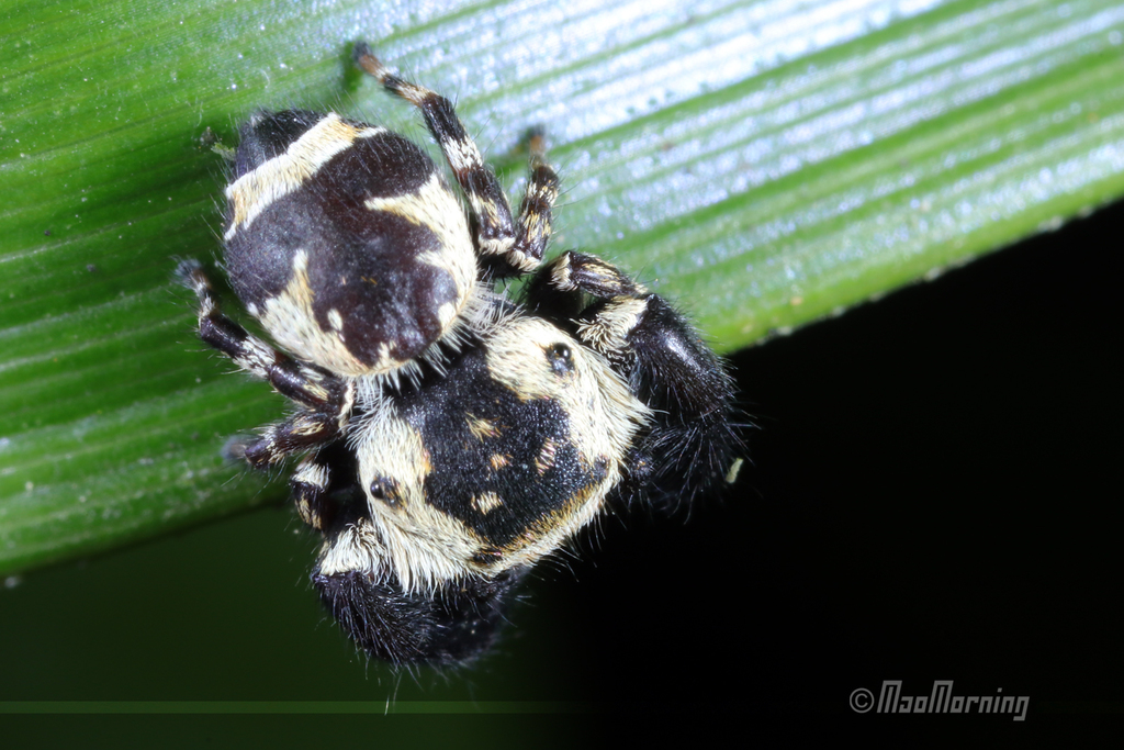Beige Beetle Jumper
