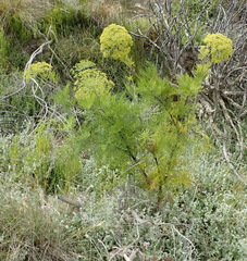 Notobubon tenuifolium