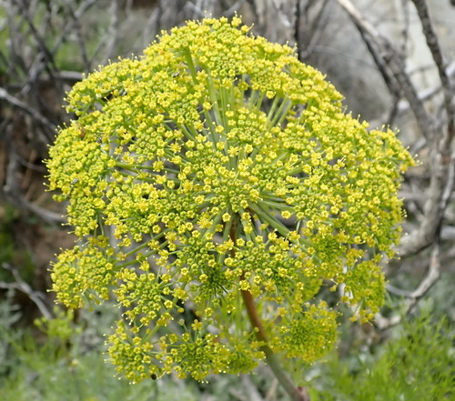 Image of Notobubon tenuifolium by (c) Nicola van Berkel, some rights reserved (CC BY-SA)