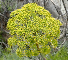 Notobubon tenuifolium