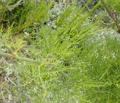 Notobubon tenuifolium