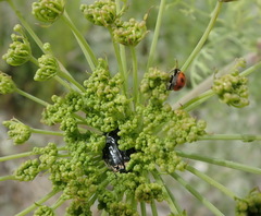 Notobubon tenuifolium