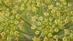 Notobubon tenuifolium