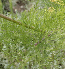 Notobubon tenuifolium